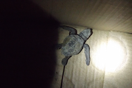 Newborn Baby Turtle, North Andamans